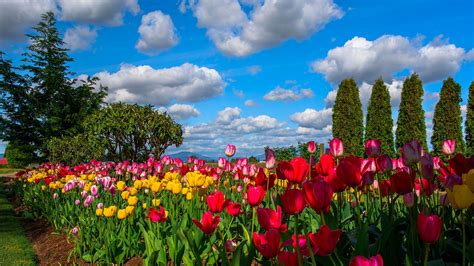 Wallpaper Many Flowers Tulips Field Trees Sky Clouds 1920x1080 Full Hd 2k Picture Image