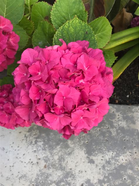 My 20 year old hydrangea tree (one of a pair) has barely leafed whereas the other is fully leafed and. Hydrangea flowers not blooming as expected - Gardening ...