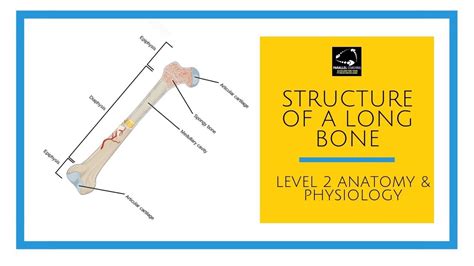Structure Of A Long Bone Level 2 Anatomy And Physiology Youtube
