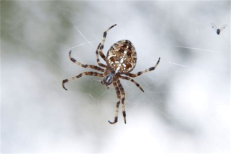 Most Dangerous Spiders In Australia