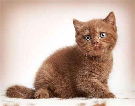 12 Most Popular British Shorthair Colors 2022 From Cinnamon To