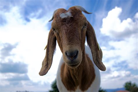 Top Hình Nền động Vật Dê Goat Ai 4k Ultra Full Hd
