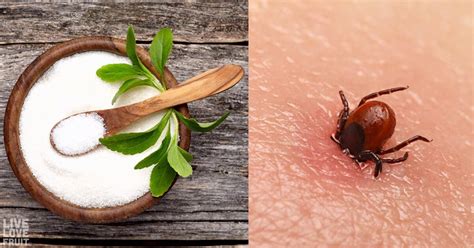 How Stevia and Other Herbs Kill Lyme Disease More Effectively Than