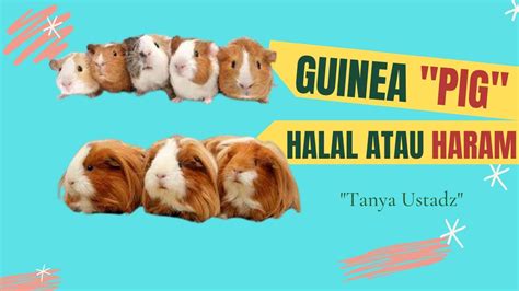 Trading bitcoin halal atau haram gabriellasdelicious, 0.16 btc to aud, best forex broker in nigeria 2021, bitcoin price prediction time traveler. GUINEA PIG HALAL ATAU HARAM - YouTube