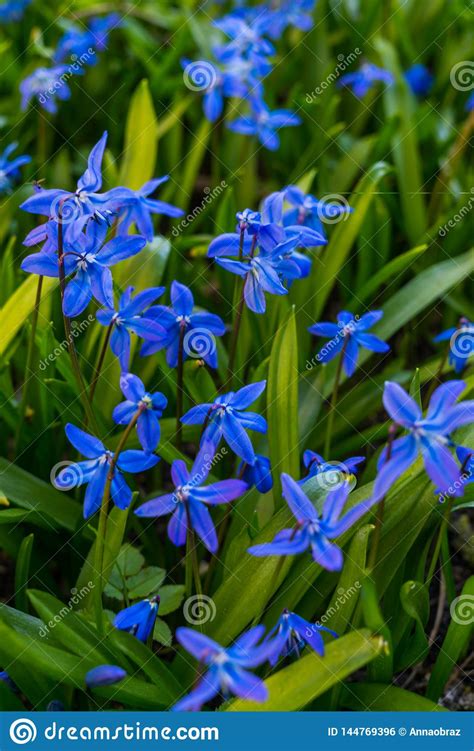 Spring flowers are great to see after a long winter. Blooming In Early Spring Blue-blue Flowers Of Siberian ...
