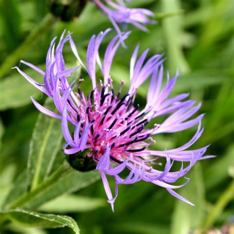 Start studying plant crossword vocab. Purple Mountain Cornflower with Spiky Petals Picture ...