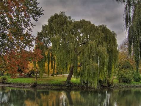 Willow Tree Pictures Photos Images And Facts On Willow Trees