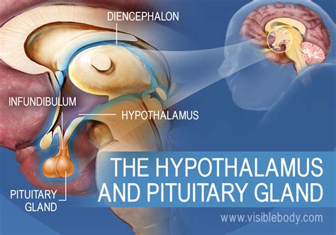 Pituitary Gland And Adrenal Gland Etpbanana