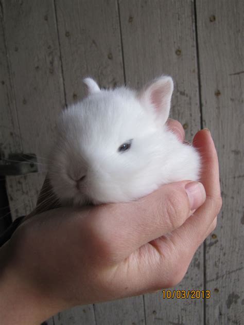 18 Day Old Dwarf Hotot Bunny
