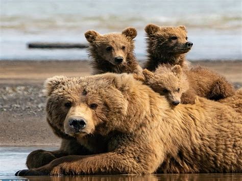 After a game of basketball the bears find out their stuff has been stolen. Top 8 Types of Bears with their Characteristics and Habitats