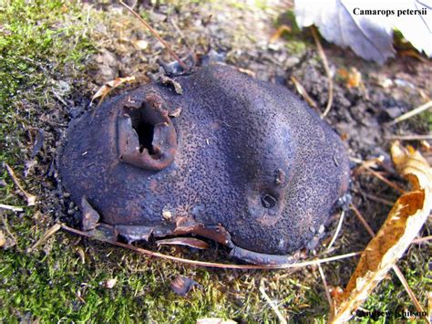 Wisconsin Mycological Society Mushroom Of The Month