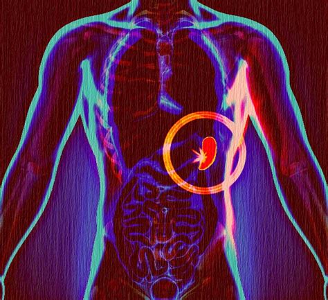 What Is Right Below Ribcage Rib Cage Organ Thoracic Cavity Internal