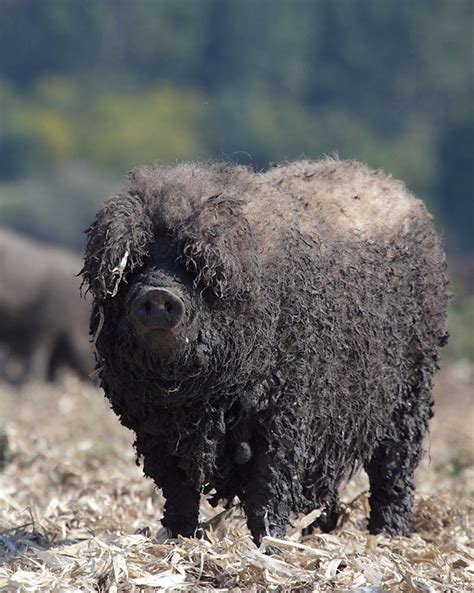 Meet Furry Pigs That Look Like Sheep And Act Like Dogs Memolition