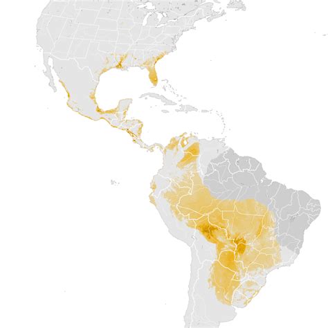 Wood Stork Abundance Map Pre Breeding Migration Ebird Status And