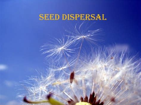Dandelion Plant Seed Dispersal