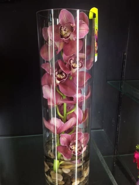 We did not find results for: GORGEOUS ORCHID in Frederick, MD | Amour Flowers