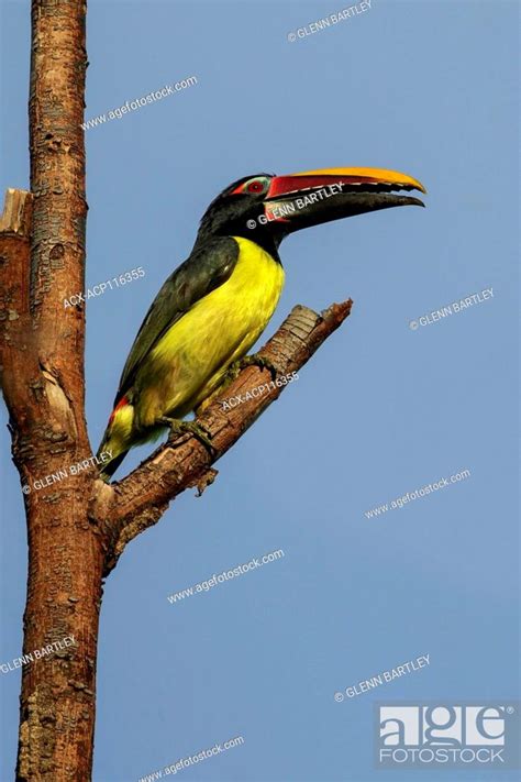 Green Aracari Pteroglossus Viridis Perched On A Branch In The