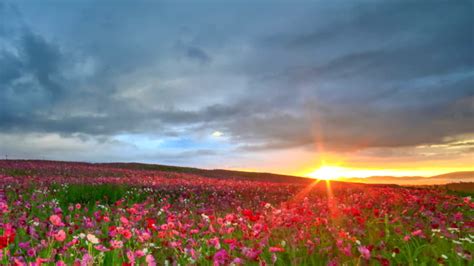 Cosmos Flower Videos And B Roll Footage Getty Images