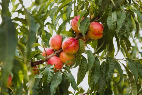 22 Of The Very Best Australian Fruit Trees Guide Images