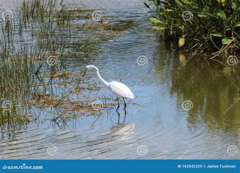 Big White Bird In The Swamp Of Florida Stock Image Image Of Pond