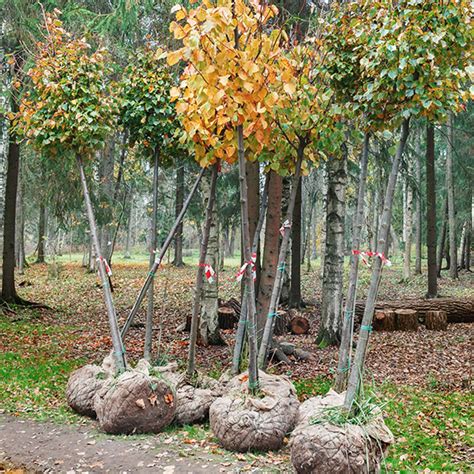 Balled Burlapped Trees Shrubs Weston Nurseries