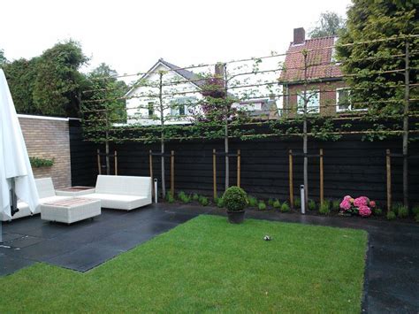 Choose from one of these fast growing popular tried and proven screening plants. Fascinating Evergreen Pleached Trees for Outdoor Landscaping 71 | Outdoor landscaping, Garden ...