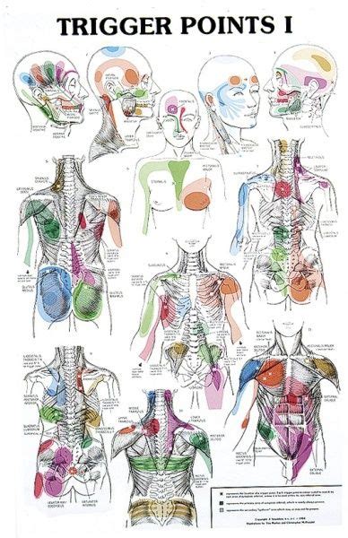 Trigger Points Chart Massage Therapy Trigger Points Reflexology
