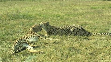 Cheetahs Licking Each Other Youtube