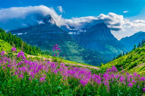 Wildflowers At Glacier National Park — Jeremy Janus Photography