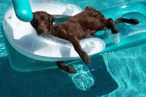 Dog Relaxing In Swimming Pool Funny Image Pets Animals Cute Animals