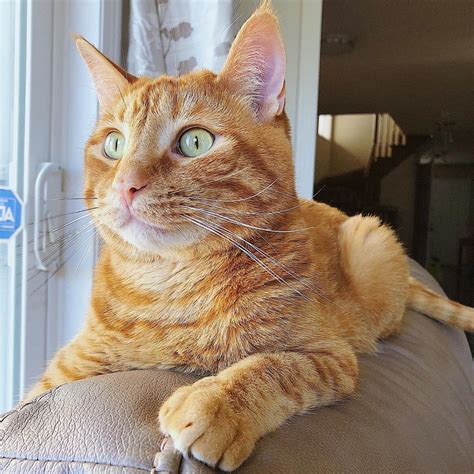You may also rate the cat names that you like dislike most. 70+ Unique Orange Cat Names - PupsToday