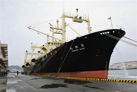 Japanese Fleet Returns From Antarctic Hunt With 333 Whales The