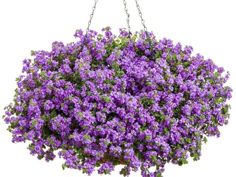 Best Annual Shade Flowers Hgtv Annual Flowers For Shade Shade