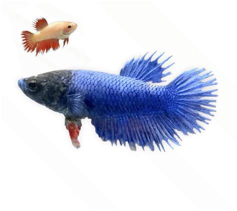 Red Female Crowntail Betta Fish For Sale Order Online Petco Betta Fish