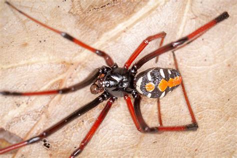 Spider Latrodectus Variolus Bugguidenet