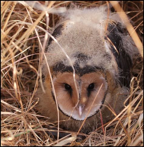 African Grass Owl Owl Photos Beautiful Owl Owl