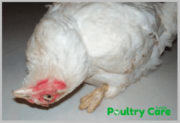 Virulent newcastle disease (vnd), formerly exotic newcastle disease, is a contagious viral avian disease affecting many domestic and wild bird species; 15 Most Common Chicken Diseases, Symptoms and Treatment ...