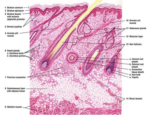 Image Result For Skin Hair Follicle Histology Histology Skin