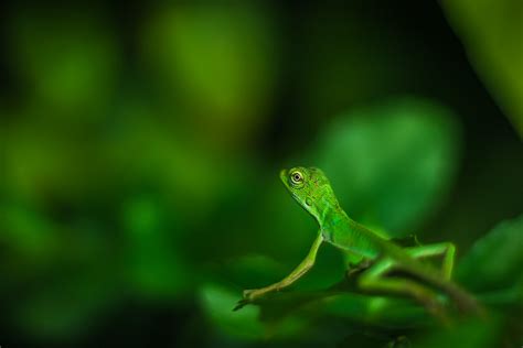 Beautiful Green Lizard Macro Photo 4k Wallpaper