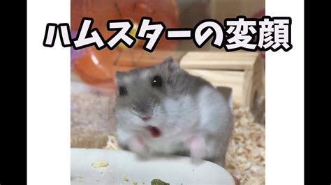 ハムスターの変顔 Strange Face Of The Hamster Youtube