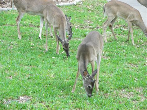 Below are lists of edible plants that deer don't eat (usually) and edible plants that deer sometimes eat, though they are not preferred. PLANTanswers: Plant Answers > Deer Eating Grass