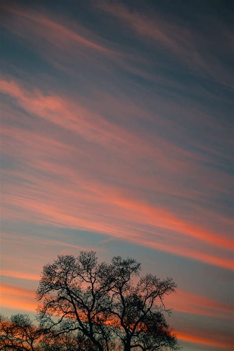 Tree Branches Sky Clouds Sunset Stripes Hd Phone Wallpaper Peakpx