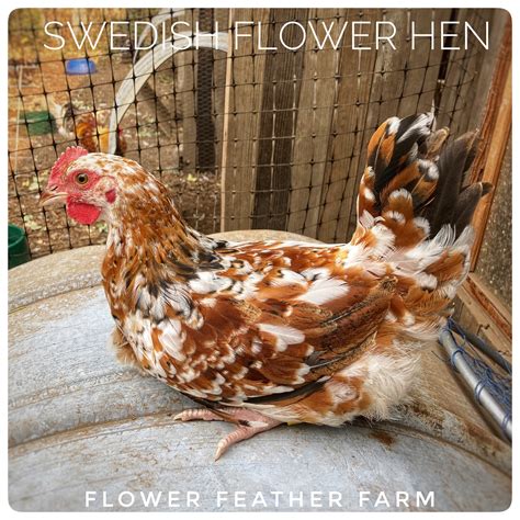 swedish flower hens aka skånsk blommehöna chicks available at flower feather farm — flower
