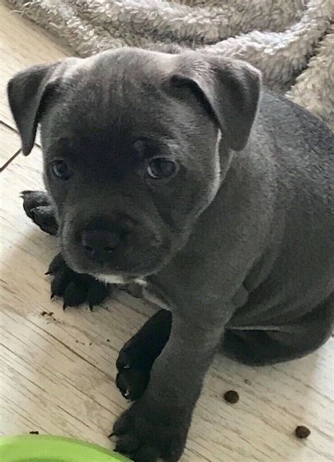 Puppies being weaned onto food scrambled egg staffordshire bull terrier sbt staffy staffie. Blue Staffy pup male KC | in Lanark, South Lanarkshire | Gumtree