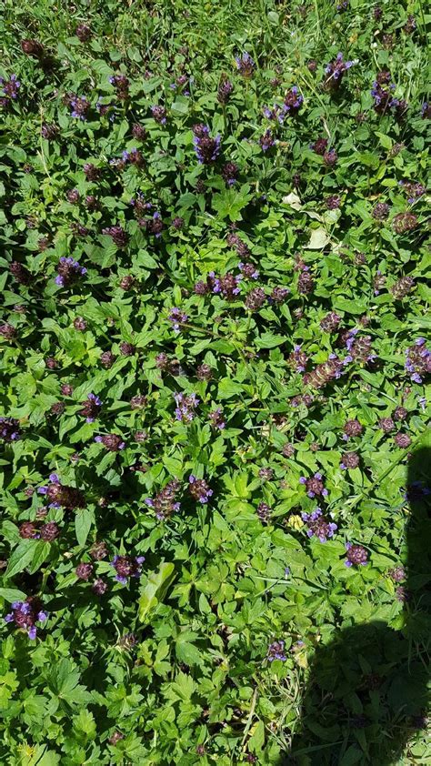 This pea climbs using tendrils and purple blankets this vine, tinting leaves, flowers and seed pods. Plant ID forum→Small purple flowers found in grass ...