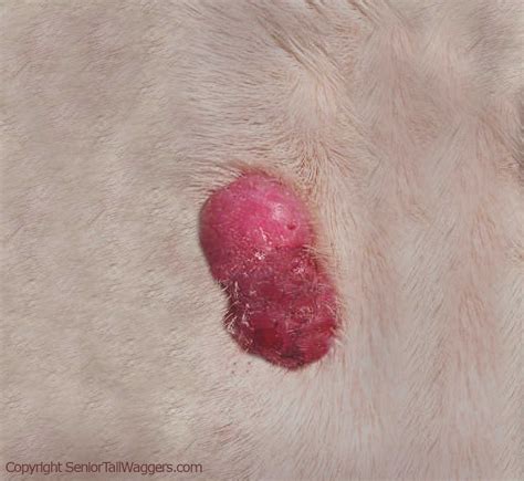 8 Types Of Red Bumps Or Lumps On Dogs With Pictures