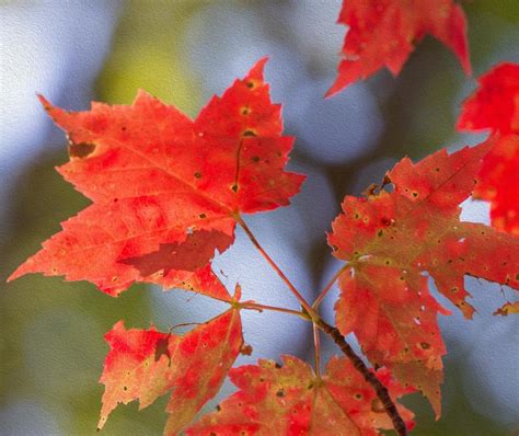 Sunlit Maple Leaves Shutterbug
