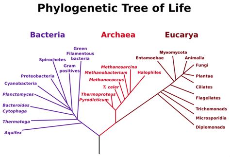 Animal Phylogeny Boundless Biology