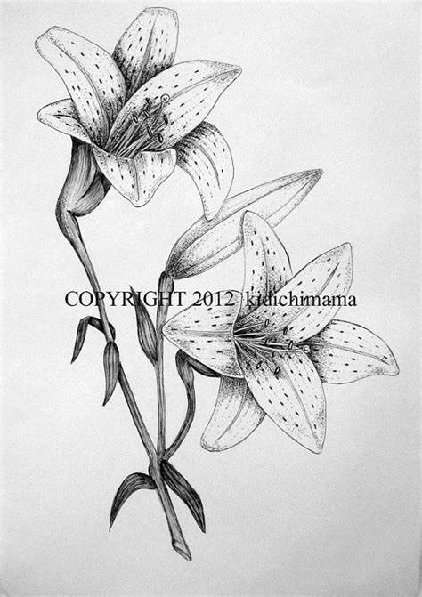 Tiger Lily Sketch At Paintingvalley Com Explore Collection Of Tiger