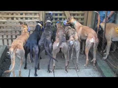 When considering a greyhound we suggest you visit one of the preferred adoption groups listed below more than once, make a list of questions and call. Greyhound Pets of America Northwest - Newest Arrivals ...